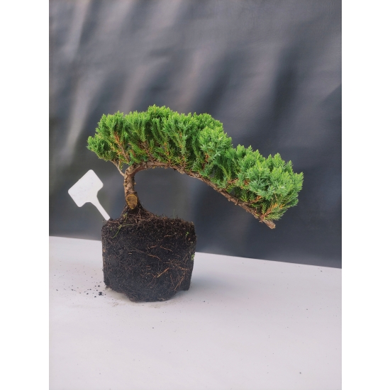 Żywe Drzewko Bonsai Jałowiec Rozesłany Procumbens 10-letni +GRATIS 421
