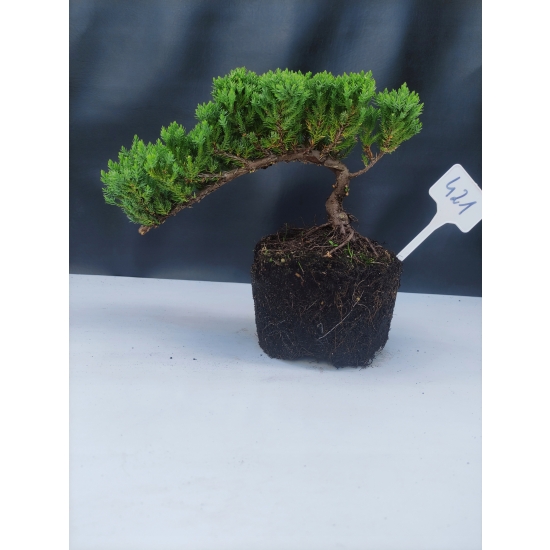 Żywe Drzewko Bonsai Jałowiec Rozesłany Procumbens 10-letni +GRATIS 421