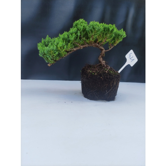 Żywe Drzewko Bonsai Jałowiec Rozesłany Procumbens 10-letni +GRATIS 421
