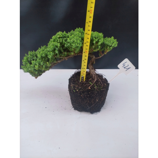 Żywe Drzewko Bonsai Jałowiec Rozesłany Procumbens 10-letni +GRATIS 421
