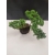 Żywe Drzewko Bonsai Jałowiec Rozesłany Procumbens 10-letni +GRATIS 428