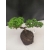 Żywe Drzewko Bonsai Jałowiec Rozesłany Procumbens 10-letni +GRATIS 428
