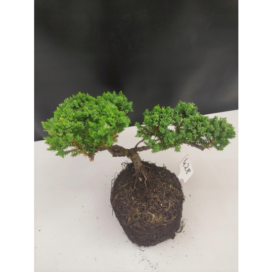 Żywe Drzewko Bonsai Jałowiec Rozesłany Procumbens 10-letni +GRATIS 428