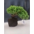 Żywe Drzewko Bonsai Jałowiec Rozesłany Procumbens 10-letni +GRATIS 420