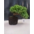 Żywe Drzewko Bonsai Jałowiec Rozesłany Procumbens 10-letni +GRATIS 420