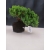 Żywe Drzewko Bonsai Jałowiec Rozesłany Procumbens 10-letni +GRATIS 420