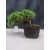 Żywe Drzewko Bonsai Jałowiec Rozesłany Procumbens 10-letni +GRATIS 420