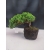 Żywe Drzewko Bonsai Jałowiec Rozesłany Procumbens 10-letni +GRATIS 420