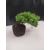 Żywe Drzewko Bonsai Jałowiec Rozesłany Procumbens 10-letni +GRATIS 420