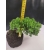 Żywe Drzewko Bonsai Jałowiec Rozesłany Procumbens 10-letni +GRATIS 420