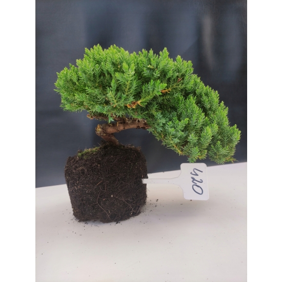Żywe Drzewko Bonsai Jałowiec Rozesłany Procumbens 10-letni +GRATIS 420