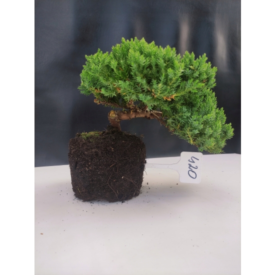 Żywe Drzewko Bonsai Jałowiec Rozesłany Procumbens 10-letni +GRATIS 420