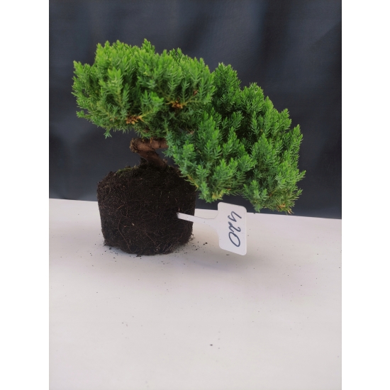 Żywe Drzewko Bonsai Jałowiec Rozesłany Procumbens 10-letni +GRATIS 420