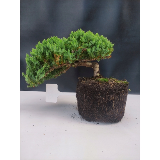 Żywe Drzewko Bonsai Jałowiec Rozesłany Procumbens 10-letni +GRATIS 420