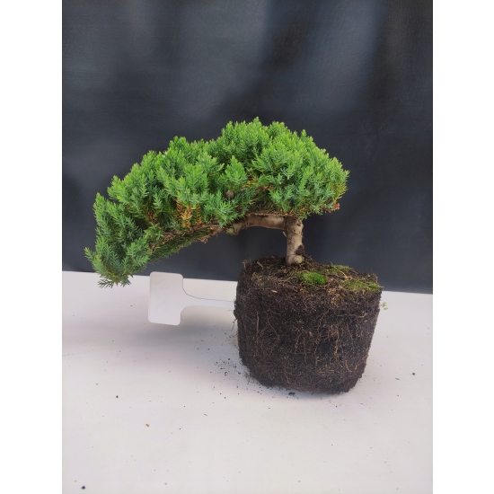 Żywe Drzewko Bonsai Jałowiec Rozesłany Procumbens 10-letni +GRATIS 420