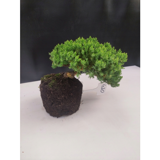 Żywe Drzewko Bonsai Jałowiec Rozesłany Procumbens 10-letni +GRATIS 420