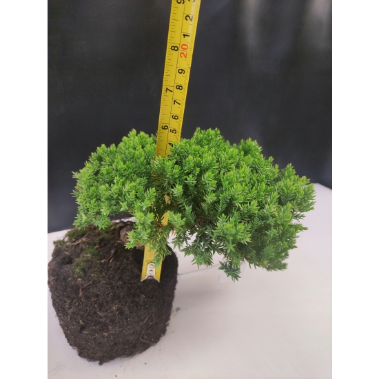 Żywe Drzewko Bonsai Jałowiec Rozesłany Procumbens 10-letni +GRATIS 420