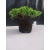 Żywe Drzewko Bonsai Jałowiec Rozesłany Procumbens 10-letni +GRATIS 422