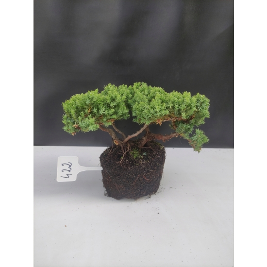 Żywe Drzewko Bonsai Jałowiec Rozesłany Procumbens 10-letni +GRATIS 422