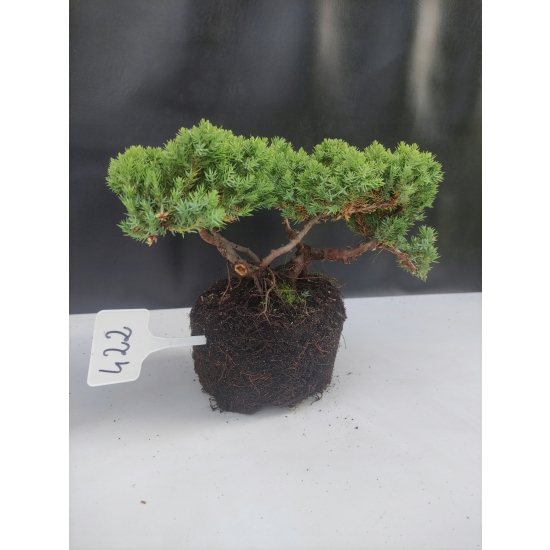 Żywe Drzewko Bonsai Jałowiec Rozesłany Procumbens 10-letni +GRATIS 422