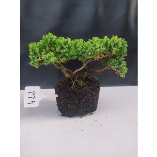 Żywe Drzewko Bonsai Jałowiec Rozesłany Procumbens 10-letni +GRATIS 422
