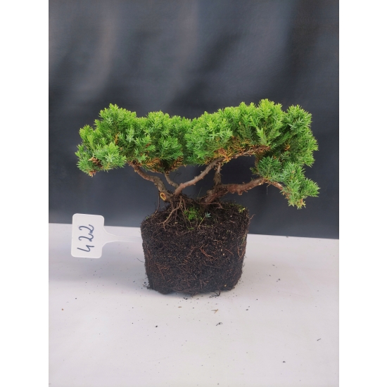 Żywe Drzewko Bonsai Jałowiec Rozesłany Procumbens 10-letni +GRATIS 422