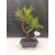 Żywe Drzewko Bonsai Sosna Czarna Pinus Nigra 10-letni na PREZENT 300