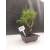 Żywe Drzewko Bonsai Sosna Czarna Pinus Nigra 10-letni na PREZENT 300