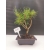 Żywe Drzewko Bonsai Sosna Czarna Pinus Nigra 10-letni na PREZENT 300