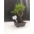 Żywe Drzewko Bonsai Sosna Czarna Pinus Nigra 10-letni na PREZENT 300