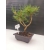 Żywe Drzewko Bonsai Sosna Czarna Pinus Nigra 10-letni na PREZENT 300