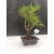 Żywe Drzewko Bonsai Sosna Czarna Pinus Nigra 10-letni na PREZENT 300