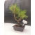 Żywe Drzewko Bonsai Sosna Czarna Pinus Nigra 10-letni na PREZENT 300