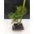 Żywe Drzewko Bonsai Sosna Czarna Pinus Nigra 10-letni na PREZENT 300