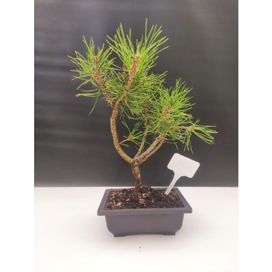 Żywe Drzewko Bonsai Sosna Czarna Pinus Nigra 10-letni na PREZENT 300