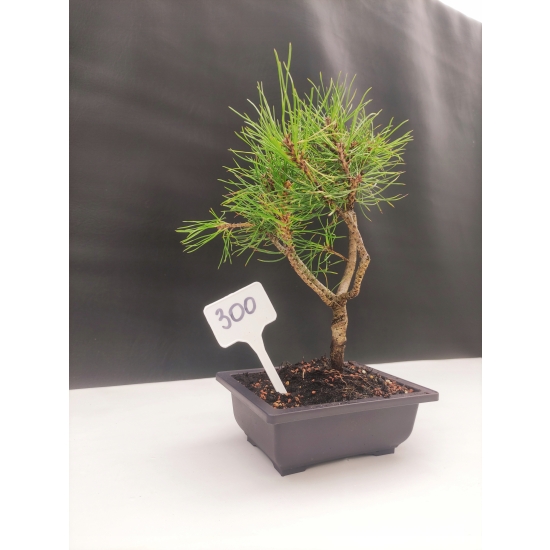 Żywe Drzewko Bonsai Sosna Czarna Pinus Nigra 10-letni na PREZENT 300