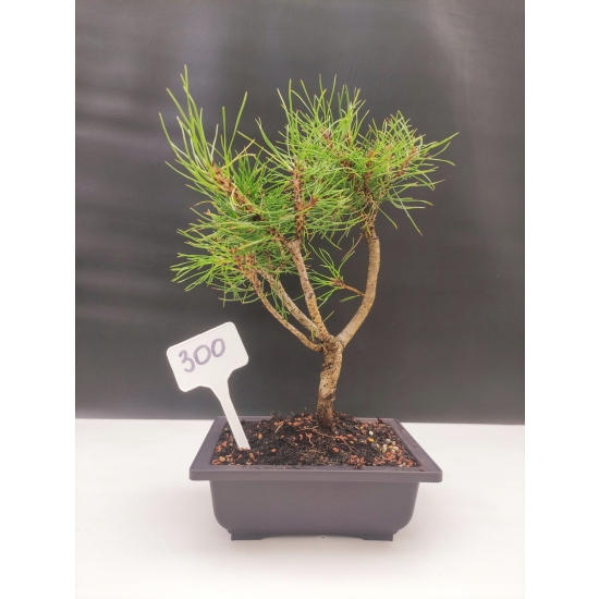 Żywe Drzewko Bonsai Sosna Czarna Pinus Nigra 10-letni na PREZENT 300
