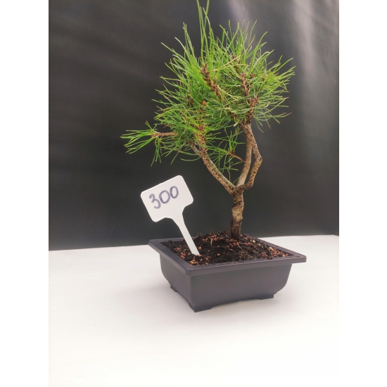 Żywe Drzewko Bonsai Sosna Czarna Pinus Nigra 10-letni na PREZENT 300
