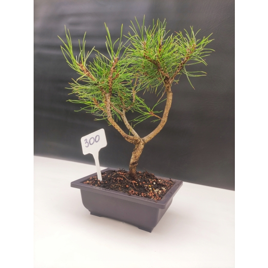 Żywe Drzewko Bonsai Sosna Czarna Pinus Nigra 10-letni na PREZENT 300