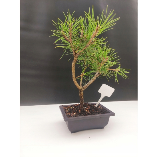 Żywe Drzewko Bonsai Sosna Czarna Pinus Nigra 10-letni na PREZENT 300