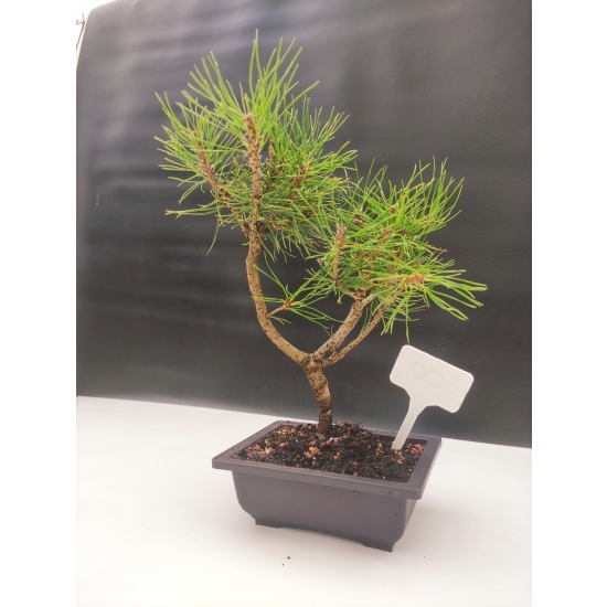 Żywe Drzewko Bonsai Sosna Czarna Pinus Nigra 10-letni na PREZENT 300
