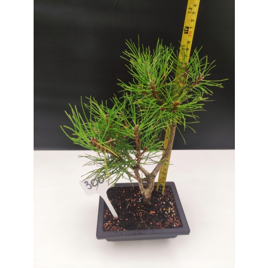Żywe Drzewko Bonsai Sosna Czarna Pinus Nigra 10-letni na PREZENT 300