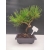 Bonsai Sosna Czarna Żywe Drzewko Pinus Nigra 10-letni prezent 309