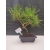 Bonsai Sosna Czarna Żywe Drzewko Pinus Nigra 10-letni prezent 309