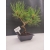 Bonsai Sosna Czarna Żywe Drzewko Pinus Nigra 10-letni prezent 309