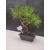 Bonsai Sosna Czarna Żywe Drzewko Pinus Nigra 10-letni prezent 309
