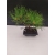 Bonsai Sosna Czarna Żywe Drzewko Pinus Nigra 10-letni prezent 309