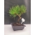 Bonsai Sosna Czarna Żywe Drzewko Pinus Nigra 10-letni prezent 309