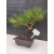 Bonsai Sosna Czarna Żywe Drzewko Pinus Nigra 10-letni prezent 309