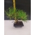 Bonsai Sosna Czarna Żywe Drzewko Pinus Nigra 10-letni prezent 309